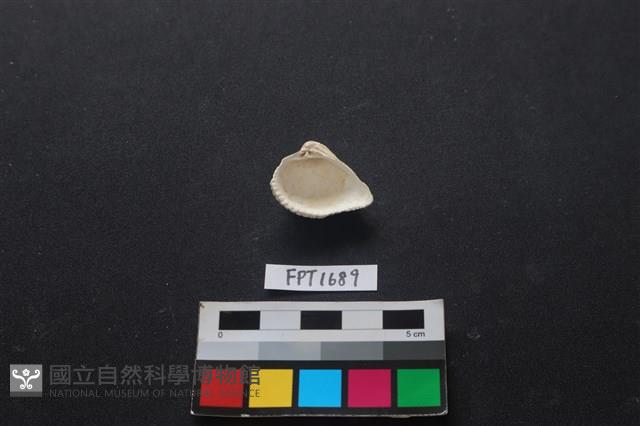 貝殼藏品圖，第2張