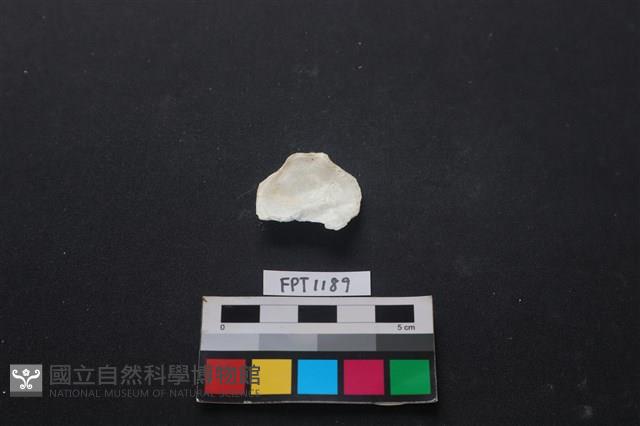 貝殼藏品圖，第2張
