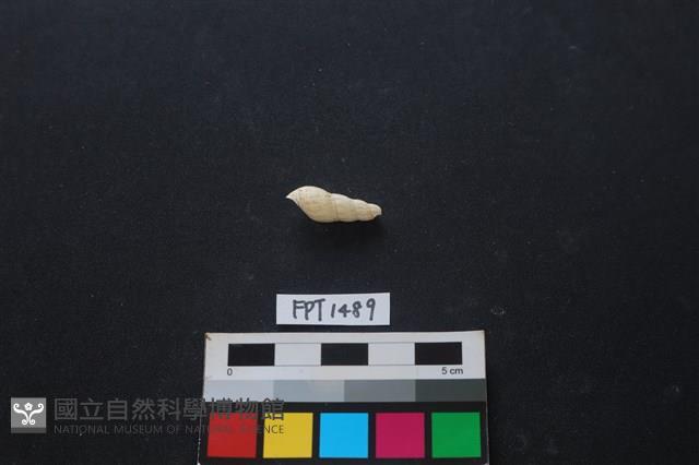 貝殼藏品圖，第2張