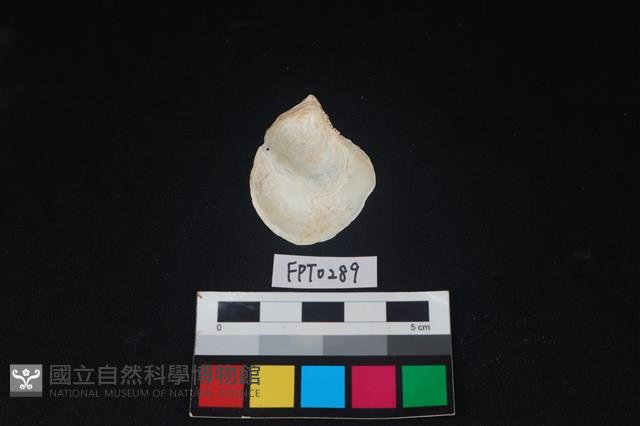 貝殼藏品圖，第2張