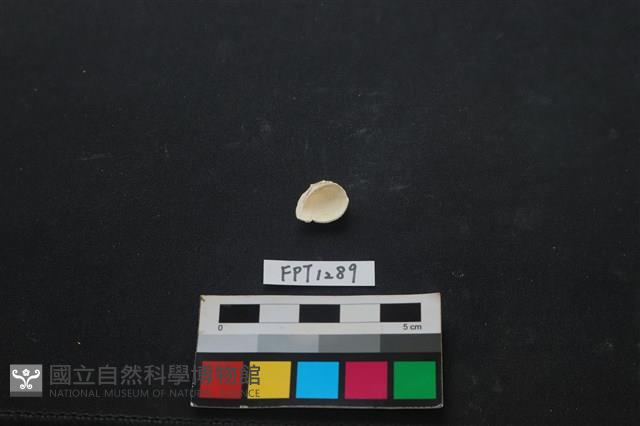 貝殼藏品圖，第2張