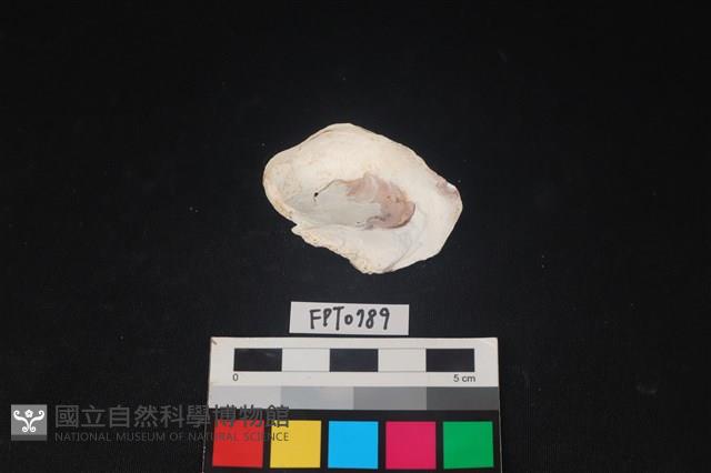 貝殼藏品圖，第2張