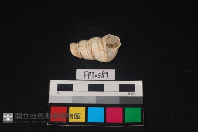 貝殼藏品圖，第2張