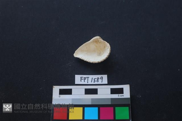 貝殼藏品圖，第2張