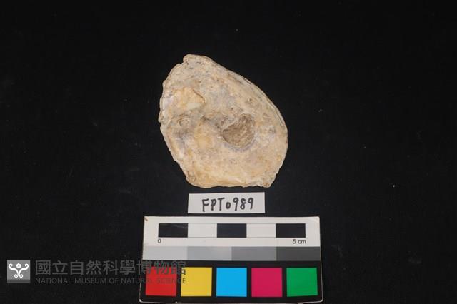 貝殼藏品圖，第2張