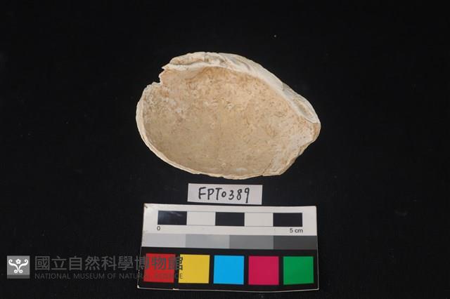 貝殼藏品圖，第2張