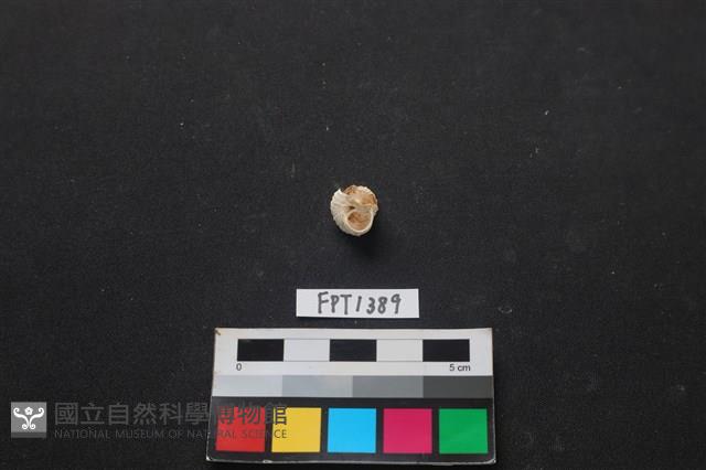 貝殼藏品圖，第2張