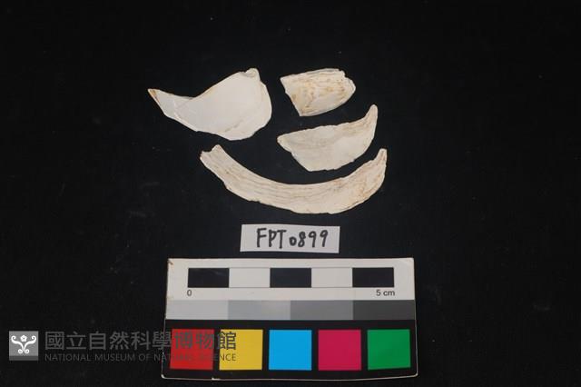 貝殼藏品圖，第2張