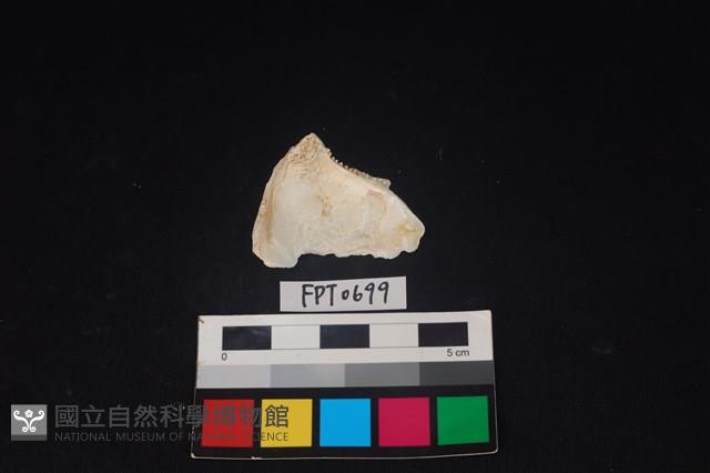 貝殼藏品圖，第2張