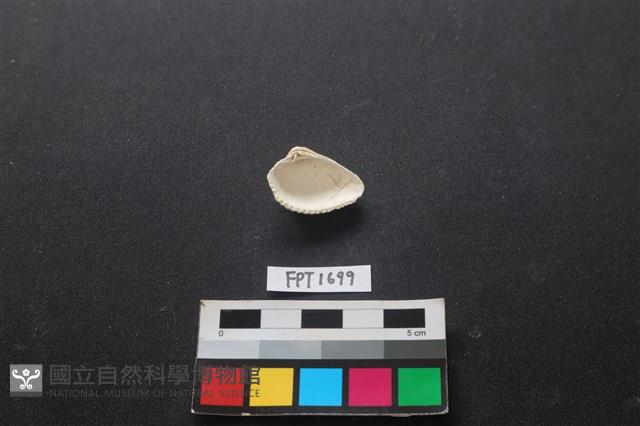 貝殼藏品圖，第2張