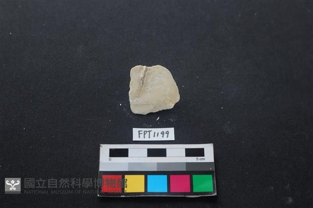 貝殼藏品圖，第2張