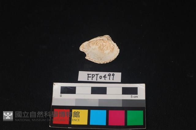 貝殼藏品圖，第2張