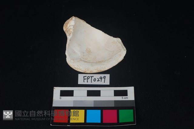 貝殼藏品圖，第2張