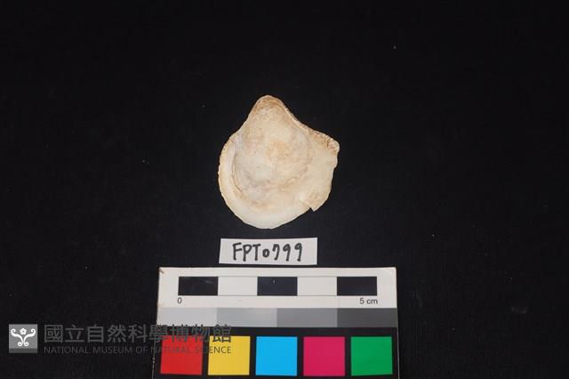 貝殼藏品圖，第2張