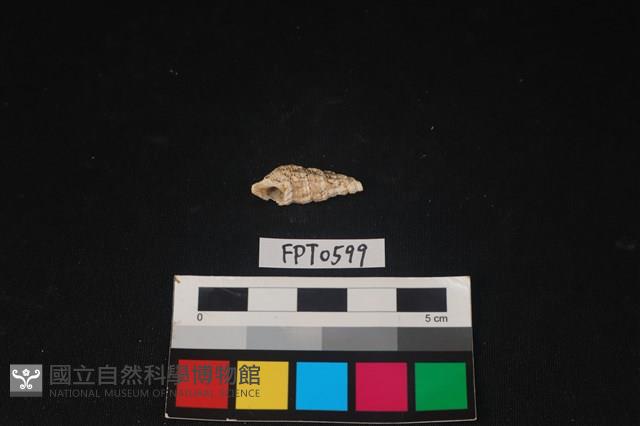 貝殼藏品圖，第2張