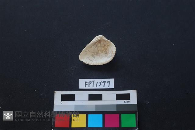 貝殼藏品圖，第1張