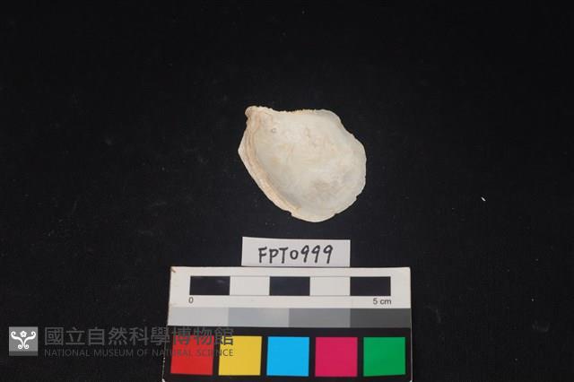 貝殼藏品圖，第2張