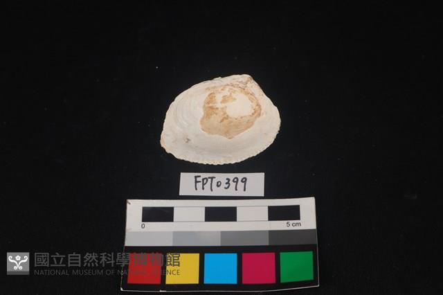 貝殼藏品圖，第2張