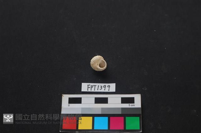 貝殼藏品圖，第2張