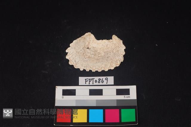 貝殼藏品圖，第2張