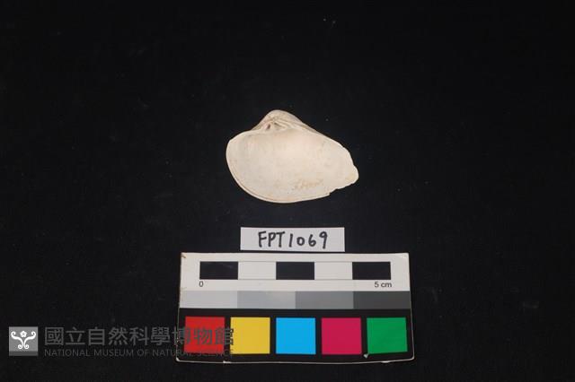 貝殼藏品圖，第2張