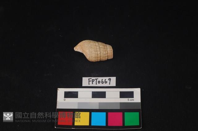貝殼藏品圖，第2張
