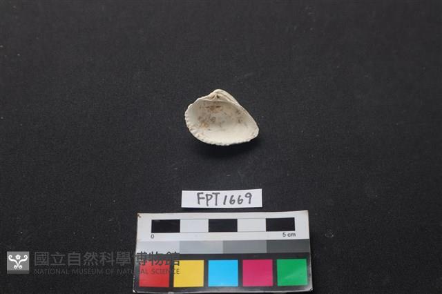 貝殼藏品圖，第2張