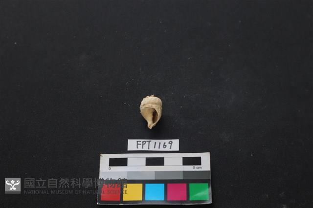 貝殼藏品圖，第2張