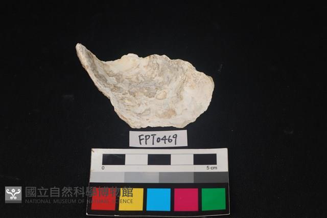 貝殼藏品圖，第2張