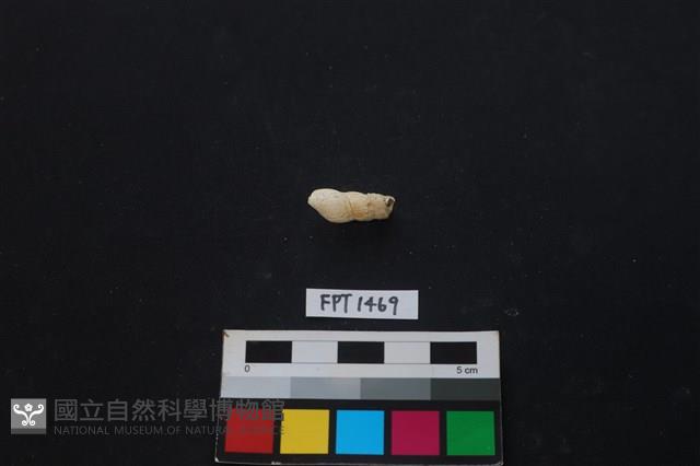 貝殼藏品圖，第2張