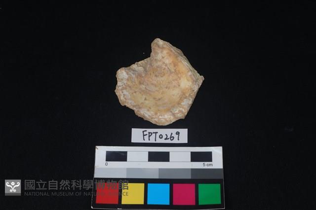 貝殼藏品圖，第2張
