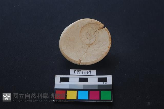 貝殼藏品圖，第2張