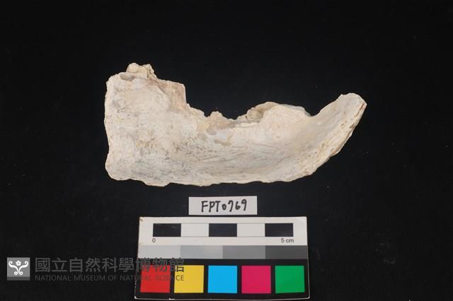 貝殼藏品圖，第2張