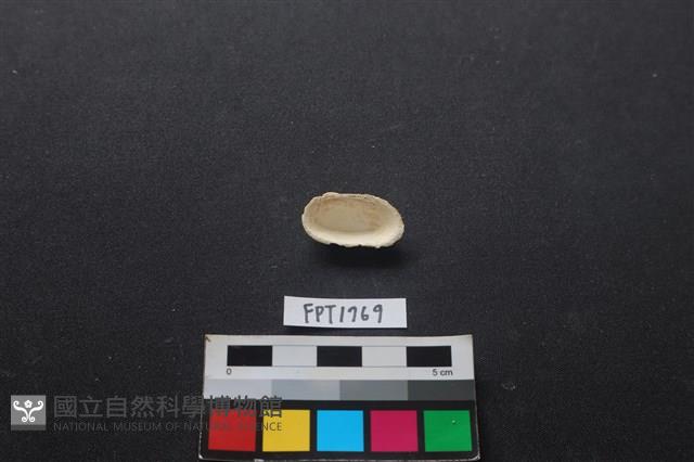 貝殼藏品圖，第2張