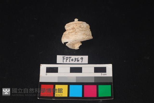貝殼藏品圖，第2張