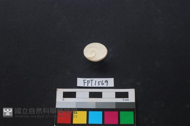 貝殼藏品圖，第2張