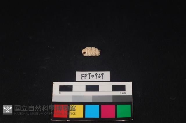 貝殼藏品圖，第2張