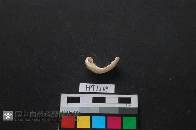 貝殼藏品圖，第2張