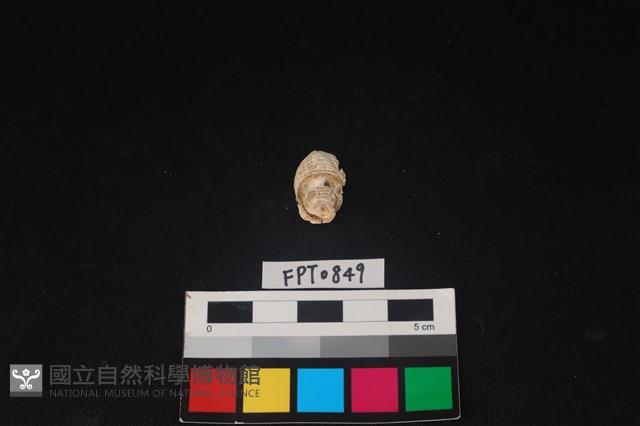 貝殼藏品圖，第2張