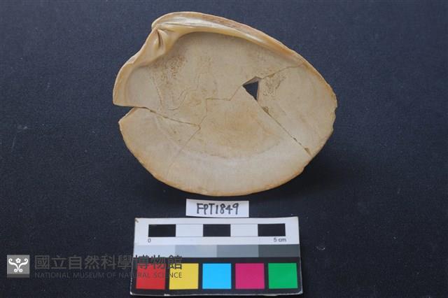 貝殼藏品圖，第2張
