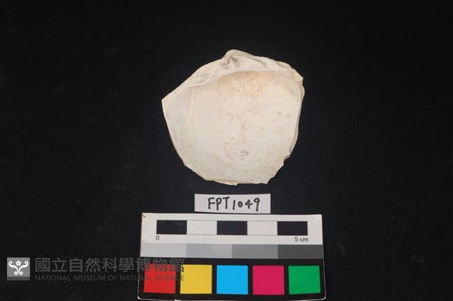 貝殼藏品圖，第2張