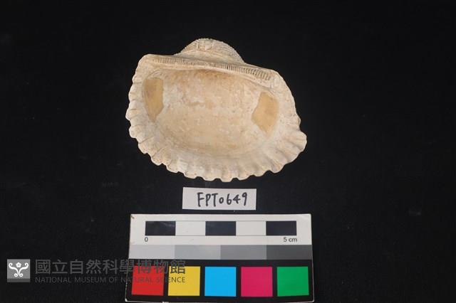 貝殼藏品圖，第2張