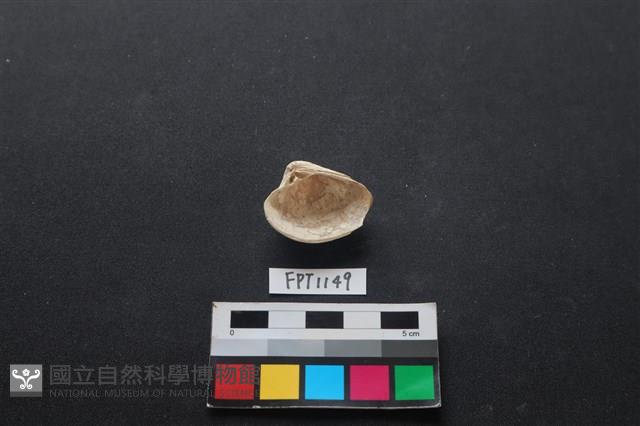 貝殼藏品圖，第2張