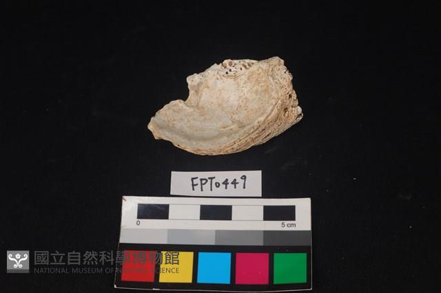 貝殼藏品圖，第2張
