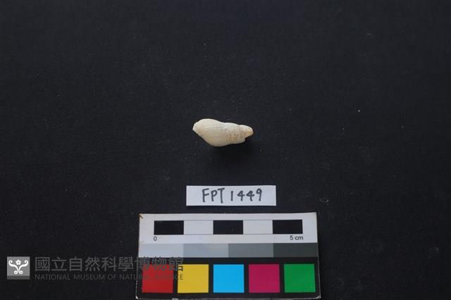 貝殼藏品圖，第2張