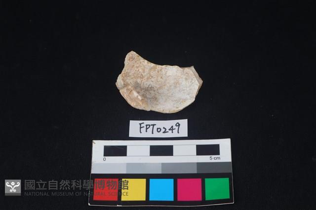 貝殼藏品圖，第2張