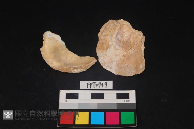 貝殼藏品圖，第2張