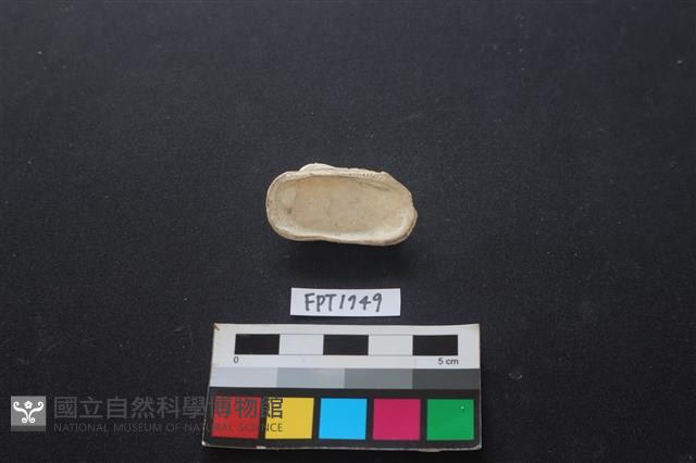 貝殼藏品圖，第2張
