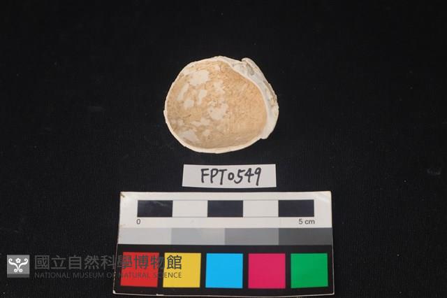 貝殼藏品圖，第2張