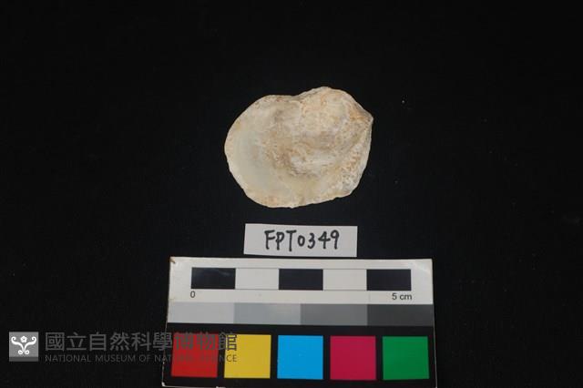 貝殼藏品圖，第2張
